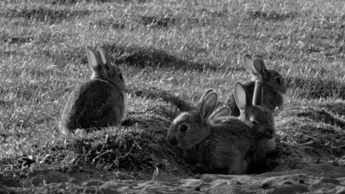 Królik po berlińsku